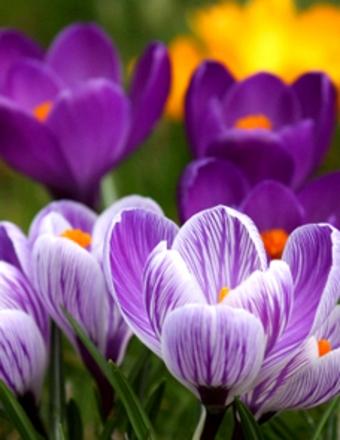 Paulette Ann Collier Obituary